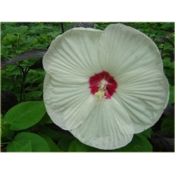 bylina Ketmia bagienna B193