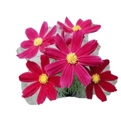 bylina Kosmos Casanova czerwony B427