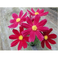 bylina Kosmos Casanova czerwony B427