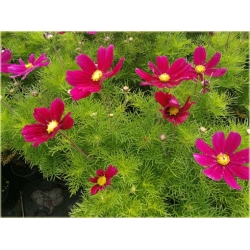 bylina Kosmos Casanova czerwony B427