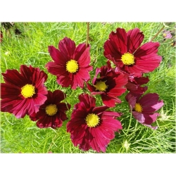 bylina Kosmos Casanova czerwony B427