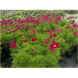 bylina Kosmos Casanova czerwony B427