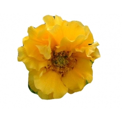 bylina Kuklik żółty B217