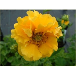 bylina Kuklik żółty B217