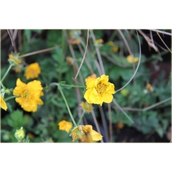 bylina Kuklik żółty B217