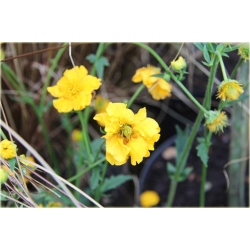 bylina Kuklik żółty B217