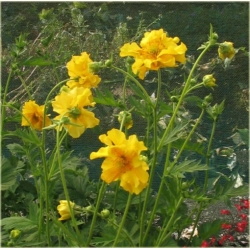 bylina Kuklik żółty B217