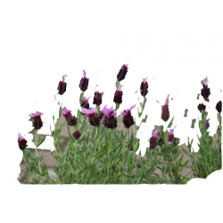 bylina Lawenda francuska B219