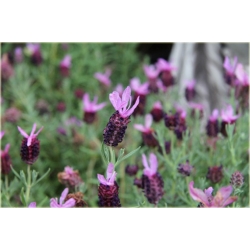 bylina Lawenda francuska B219