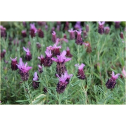 bylina Lawenda francuska B219