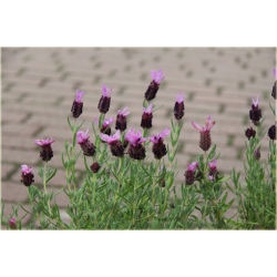 bylina Lawenda francuska B219