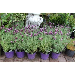 bylina Lawenda francuska B219