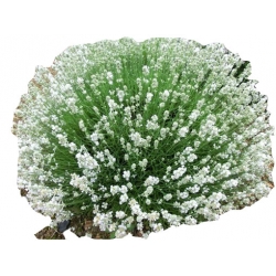 bylina Lawenda biała Arctic Snow B206