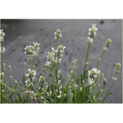 bylina Lawenda biała Arctic Snow B206