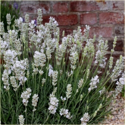 bylina Lawenda biała Arctic Snow B206