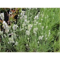 bylina Lawenda biała Arctic Snow B206