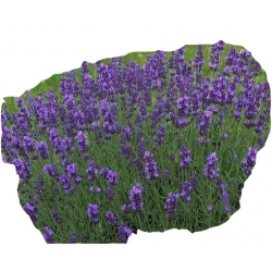 bylina Lawenda Blue River B213