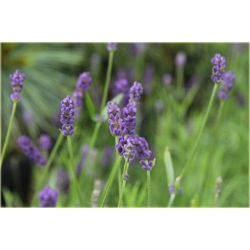 bylina Lawenda Blue River B213