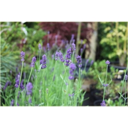 bylina Lawenda Blue River B213