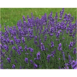 bylina Lawenda Blue River B213