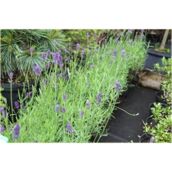 bylina Lawenda Blue River B213