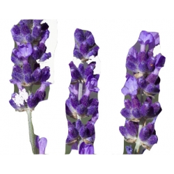 bylina Lawenda Imperial Gem B207