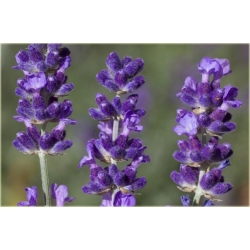 bylina Lawenda Imperial Gem B207