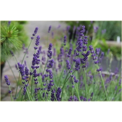bylina Lawenda Imperial Gem B207