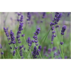 bylina Lawenda Imperial Gem B207