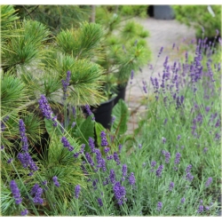 bylina Lawenda Imperial Gem B207