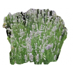 bylina Lawenda Miss Katherine B214