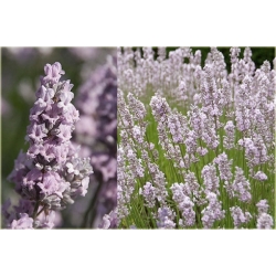 bylina Lawenda Miss Katherine B214