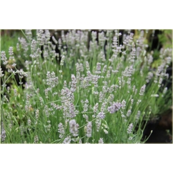 bylina Lawenda Miss Katherine B214