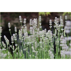 bylina Lawenda Miss Katherine B214