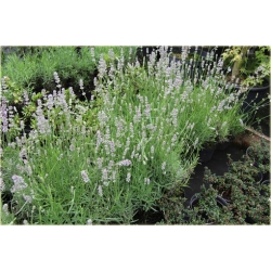 bylina Lawenda Miss Katherine B214