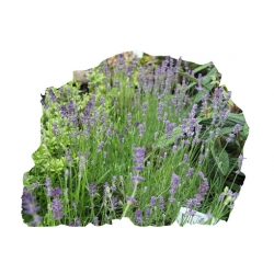 bylina Lawenda wąskolistna Munstead B203