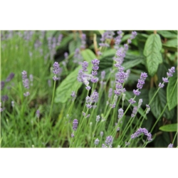 bylina Lawenda wąskolistna Munstead B203