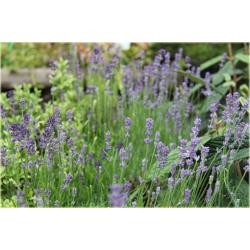 bylina Lawenda wąskolistna Munstead B203