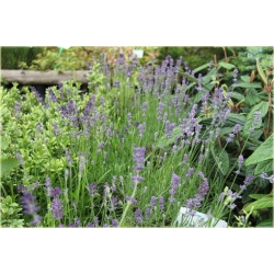 bylina Lawenda wąskolistna Munstead B203