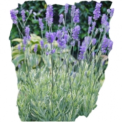 bylina Lawenda Platinum Blonde B212