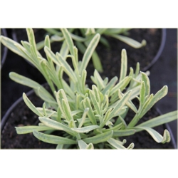 bylina Lawenda Platinum Blonde B212