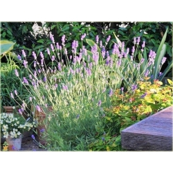 bylina Lawenda Platinum Blonde B212