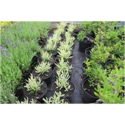 bylina Lawenda Platinum Blonde B212