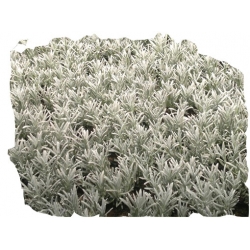 bylina Lawenda Silver Mist B215