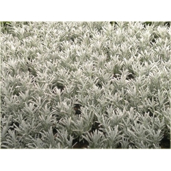 bylina Lawenda Silver Mist B215