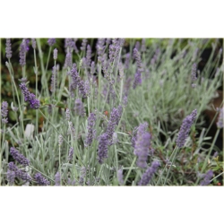 bylina Lawenda Silver Mist B215