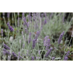 bylina Lawenda Silver Mist B215