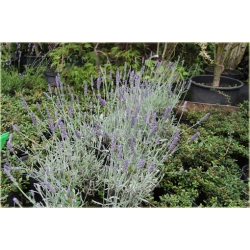 bylina Lawenda Silver Mist B215