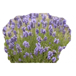 bylina Lawenda Thumbelina Leigh B211