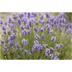 bylina Lawenda Thumbelina Leigh B211